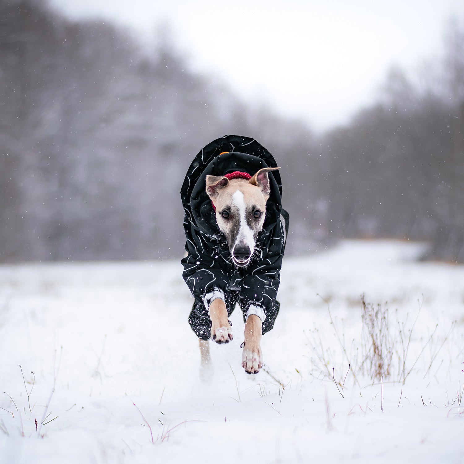 Winter suit for dogs